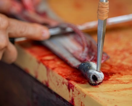 An eel, with a spike through its head to keep it in position, being filleted on a bloody chopping board.