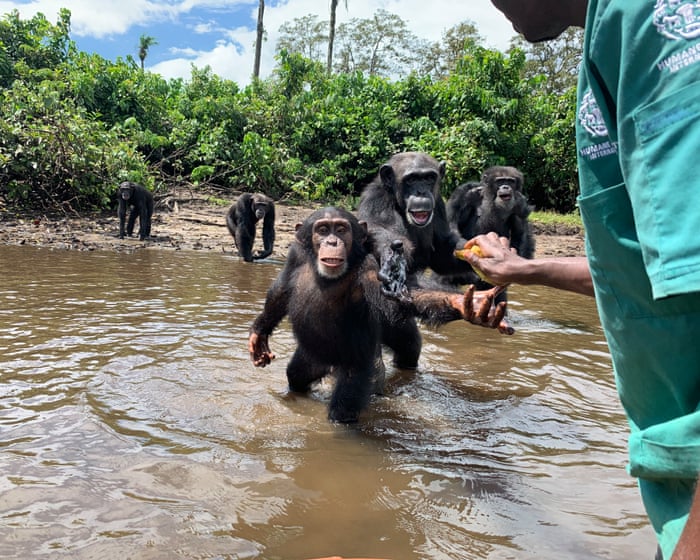 ‘We cannot replace USAID, but we can do big things’: conservation plots a future without American money