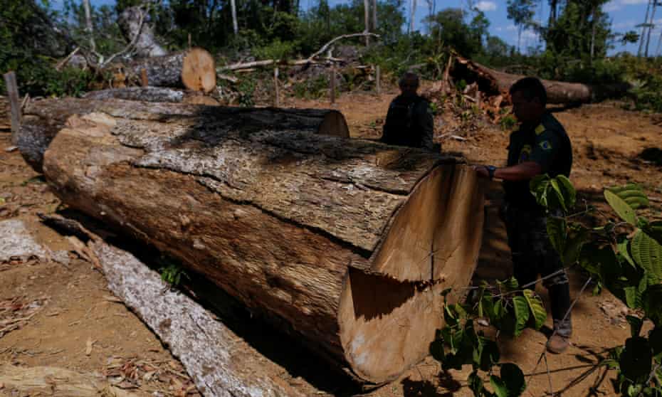 Officers inspect illegal logging in the Amazon