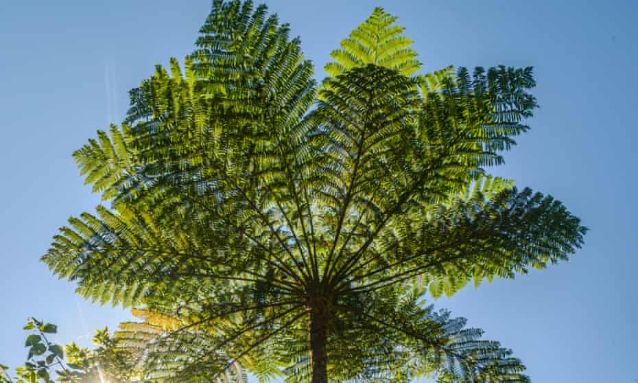 Love in a cold climate: all Australian tree ferns need is a little attention.