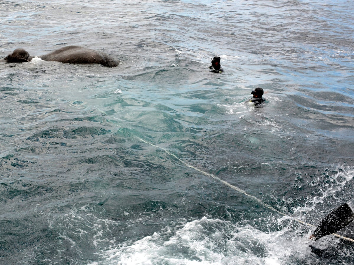 Sri Lankan navy saves wild elephant found in ocean – video | Sri Lanka | The Guardian