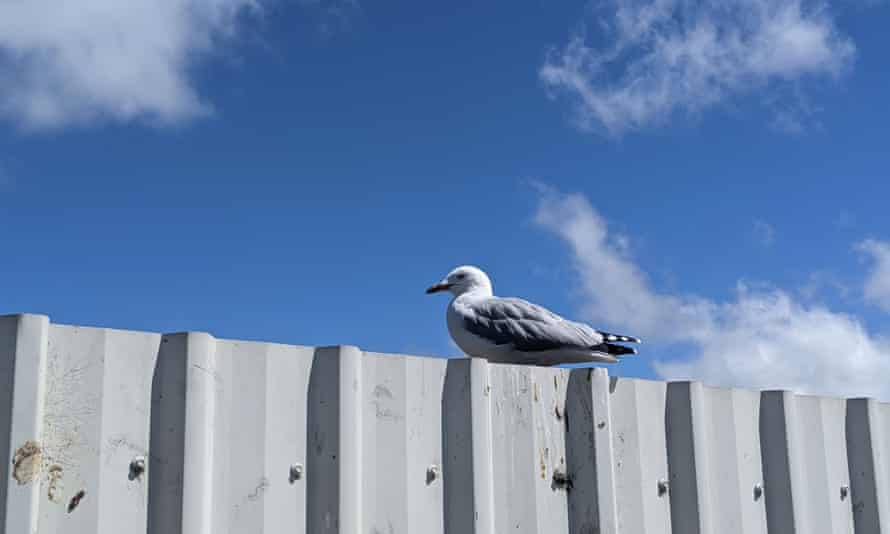 Une mouette à bec noir sur place