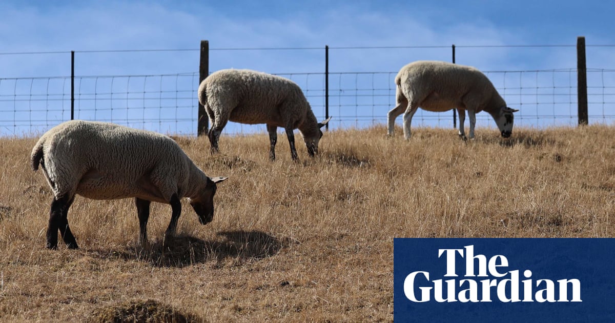 As heatwaves hit Britain, spare a thought for farm animals | Letters
