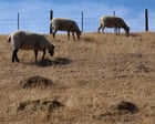 As heatwaves hit Britain, spare a thought for farm animals | Letters