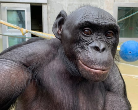 A balding bonobo outside in a yard.