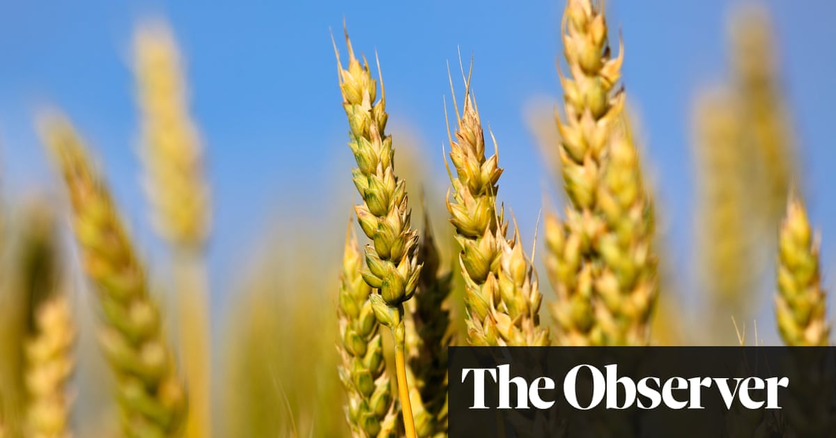 ‘Holy grail’ wheat gene discovery could feed our overheated world