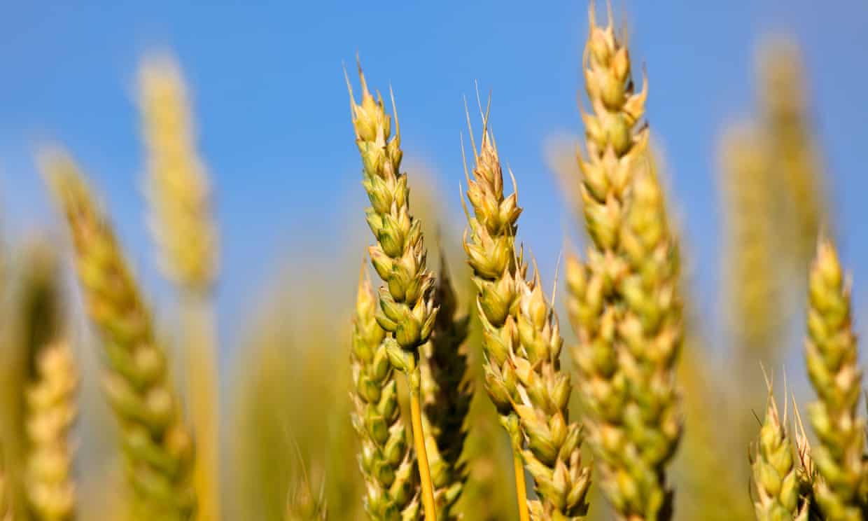 ‘Holy grail’ wheat gene discovery could feed our overheated world (theguardian.com)
