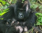 A rare sign of hope as mountain gorillas welcome two sets of twins in Africa