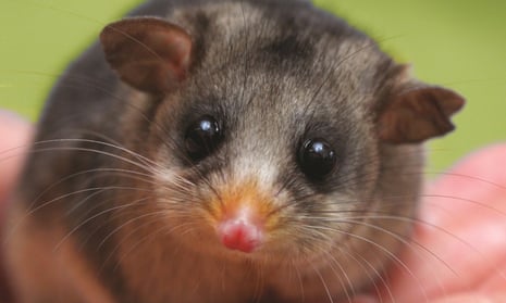 The mountain pygmy possum population is threatened again because the number of bogong moths, a key food source, is declining dramatically. 