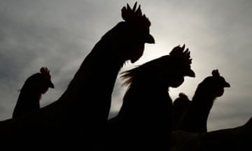 Bird flu has been detected at an egg farm near Meredith in central Victoria