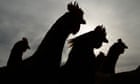 Australia news live: bird flu detected at Victorian egg farm; Birmingham accuses PM of ‘wilful inconsistency’ on ICC