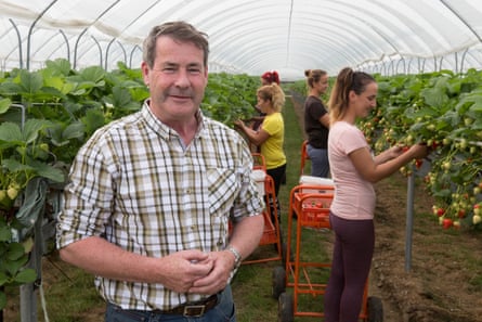 A man stands in a large greenhouse with workers picking fruit in the background
