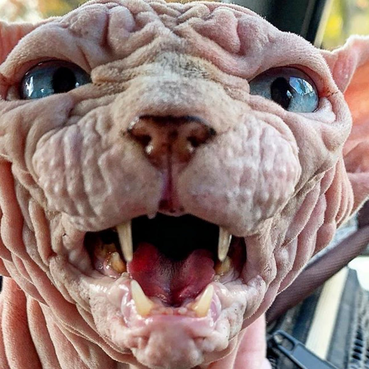 Meet Xherdan The World S Scariest Looking Cat Cats The Guardian