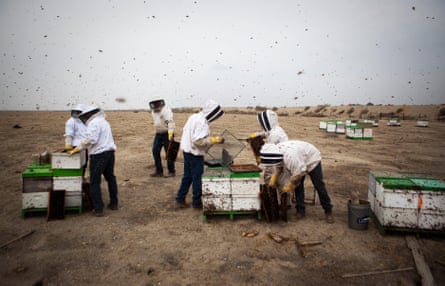 Six people in protective clothing work with a collection of hives