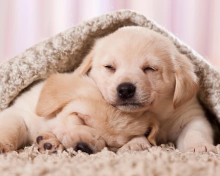 two puppies doze off to sleep under a blanket