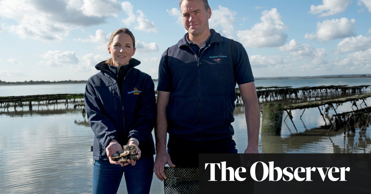 Oysters are back on British menu – but will red tape stifle the shellfish ...