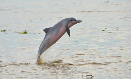 Tucuxi dolphin numbers are suffering from increasing use of gill nets in the Amazon.