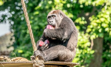 Gorilla eats an ice lolly