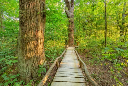 A wooden walkway in a forest.