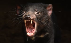 Tasmanian Devil