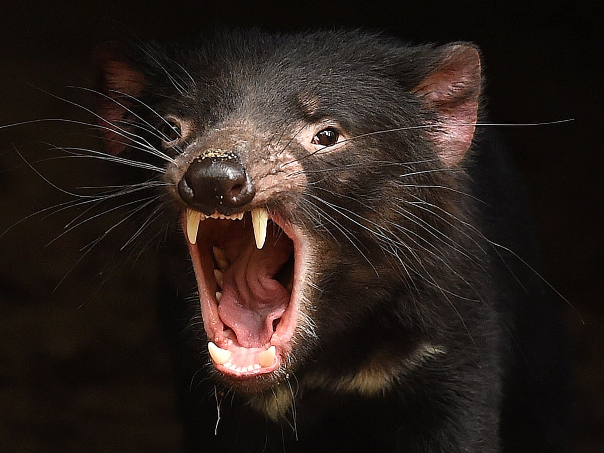 "The Tasmanian devil has the most powerful bite relative to body size ...