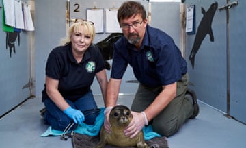 A ‘fat little wobbly maggot’, AKA a rehabilitated seal, with Sue and Tom in Wildlife Rescue.