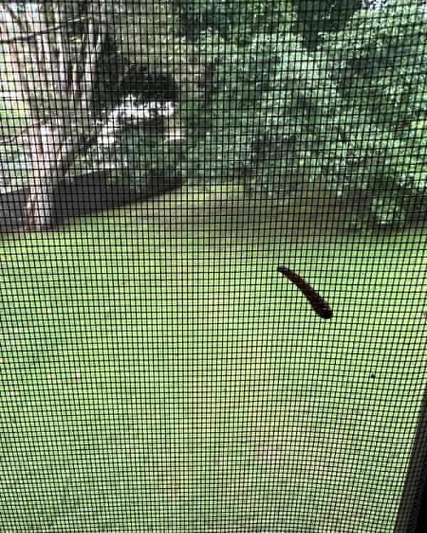 A leech on the screen door of a home at Kareela in southern Sydney