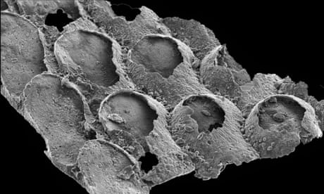 Fossils thought to be ancient marine creatures may be later seaweed, study finds