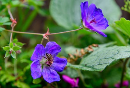 A close-up of an insect on a purple flower