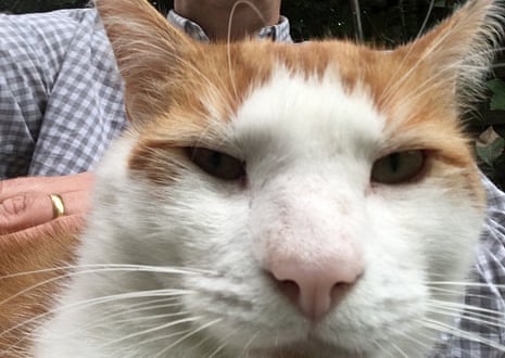 Boss cat … Viv Groskop's pet, Julian.