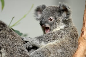 Eight-month-old Koala joey Jasper clings to mother Nutsy at Sydney zoo