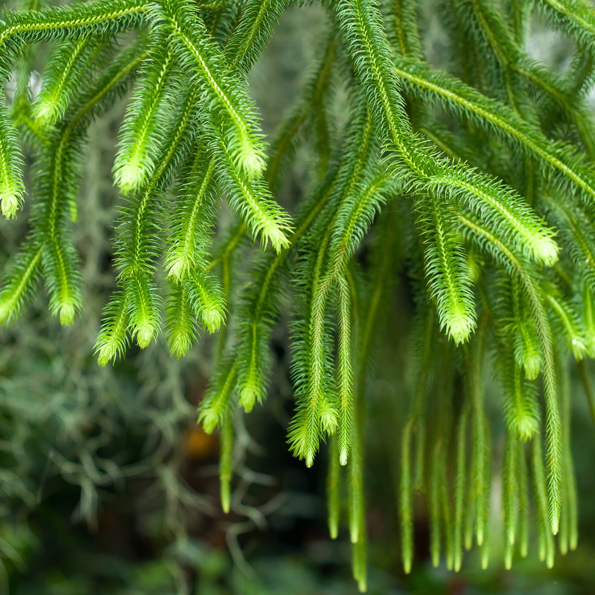 image.title image.title