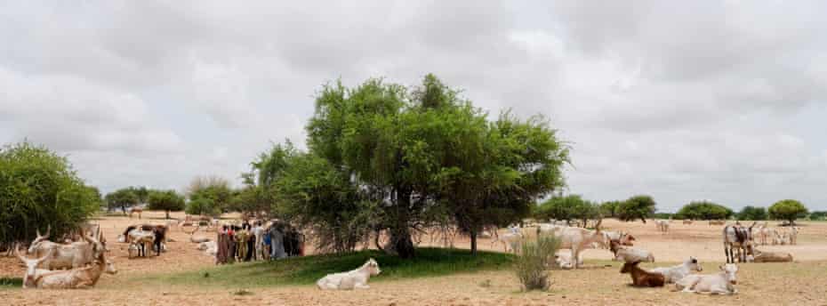 Cattle at a vaccination site in Chad.