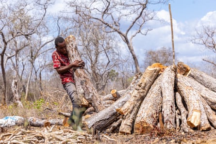 Bakari carries logs to make charcoal