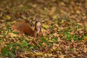 Um esquilo vermelho procura comida no parque ao redor do cemitério militar soviético em Varsóvia, Polônia
