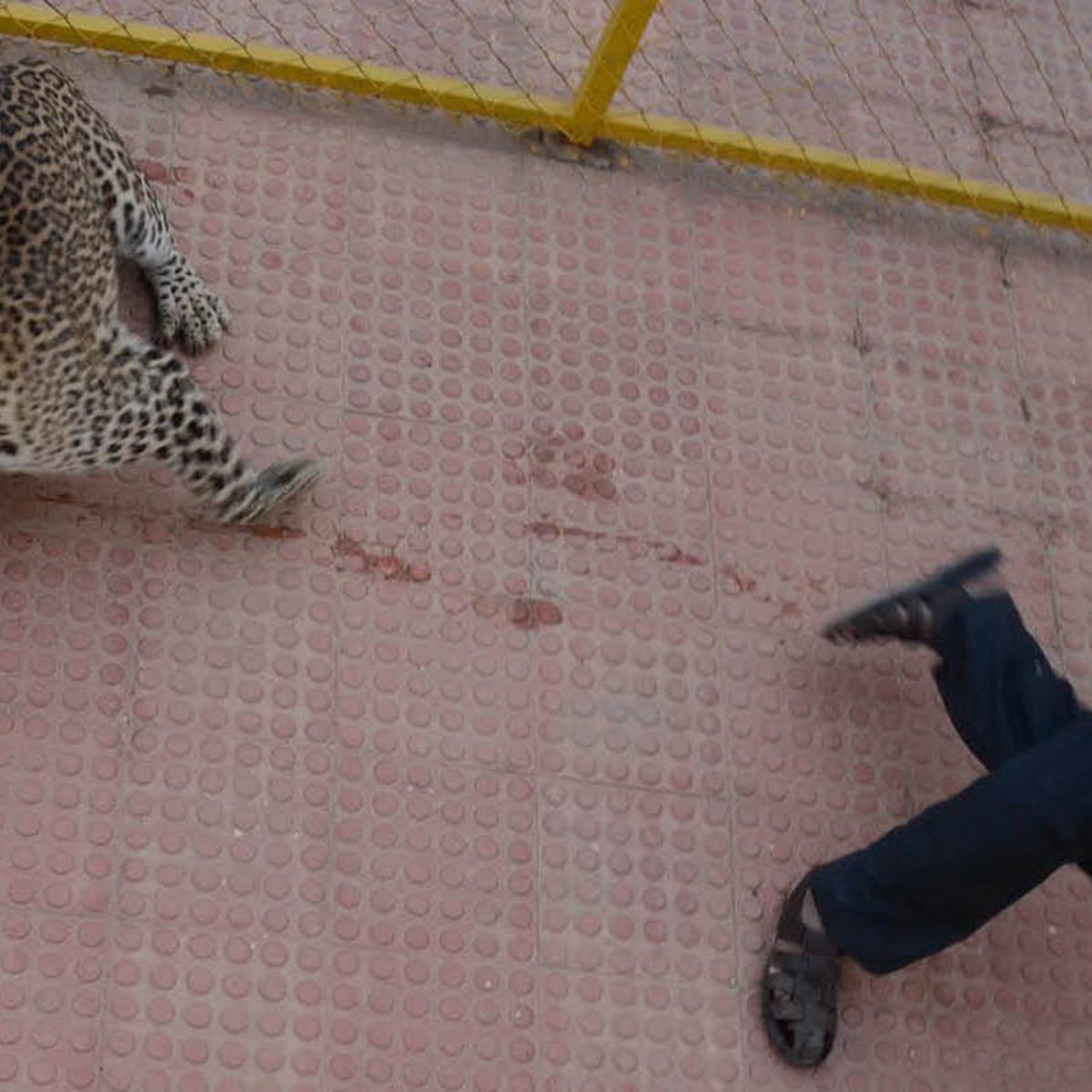 Leopard enters Indian school and injures five people before capture | India  | The Guardian