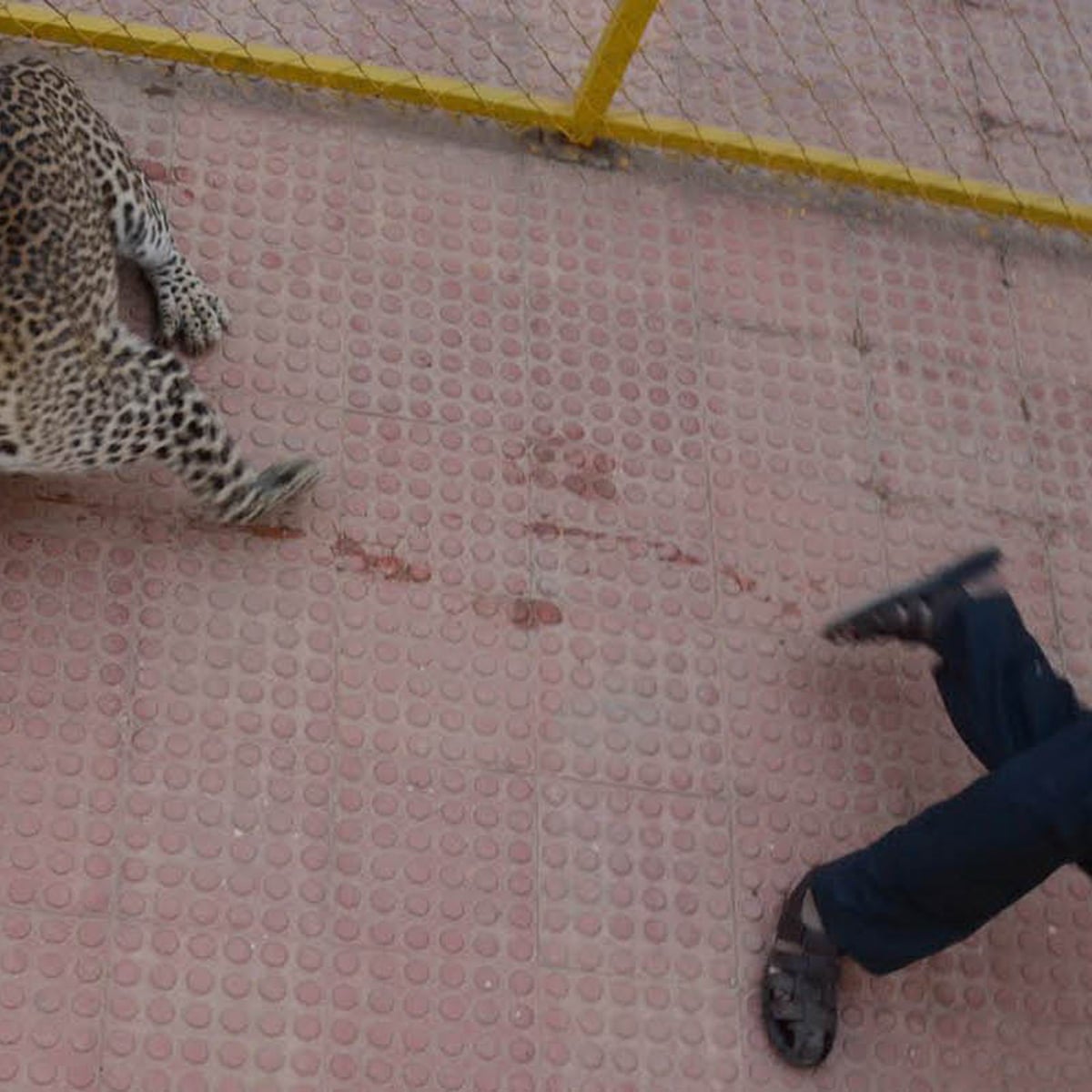 Leopard enters Indian school and injures five people before capture | India | The Guardian