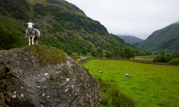 Herdwick sheep in the Borrowdale valley