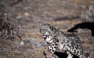 A snow leopard is released into the wild in Lhünzhub County of Lhasa, southwest China’s Tibet Autonomous Region