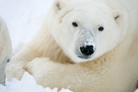Pamje nga afër e një ariu polar