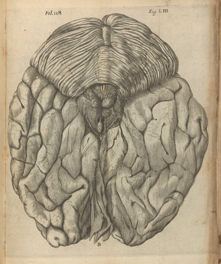 Descartes’s engraving of the brain from his 1662 book De Homine