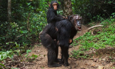 A female chimpanzee carries her granddaughters.