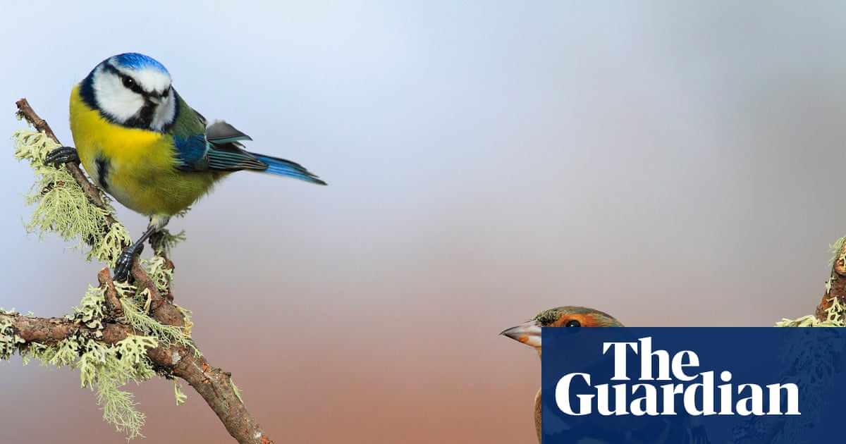 UK’s warmest spring on record led to rise in songbirds breeding, data shows