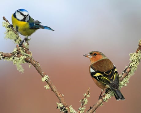 UK’s warmest spring on record led to rise in songbirds breeding, data shows