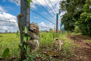 A small sloth clings to a barbed-wire fencepost where a path meets farmland