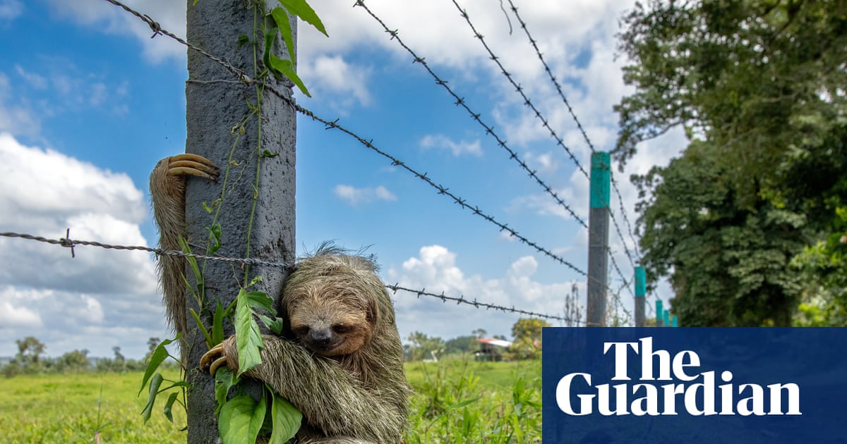 Wildlife photographer of the year 2025 in pictures
