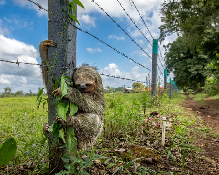 Wildlife photographer of the year 2025 – in pictures