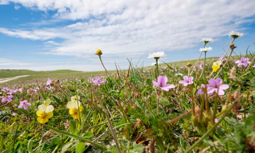 Machair Meadow in Summer at Balranald RSPB.