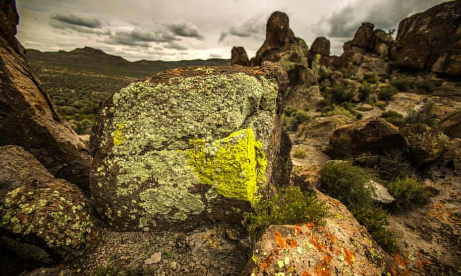 Lichen grows on a rock