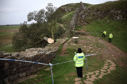 The felled Sycamore Gap tree at Hadrian’s Wall with a police cordon around the area and three police officers standing guard.